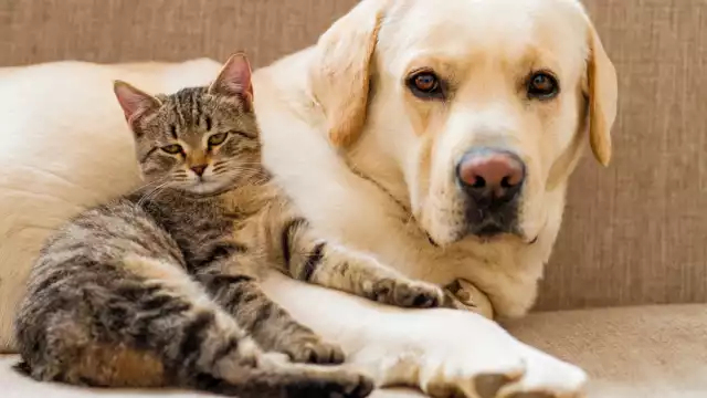 Los ejemplares están en constante riesgo; se estima que cada día mueren entre 15 y 20