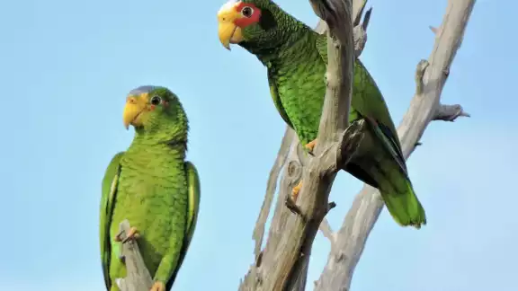 Invitan a la ciudadanía a ser empáticos con estas especies, quienes se encuentran protegidas por la ley Invitan a la ciudadanía a ser empáticos con estas especies, quienes se encuentran protegidas por la ley