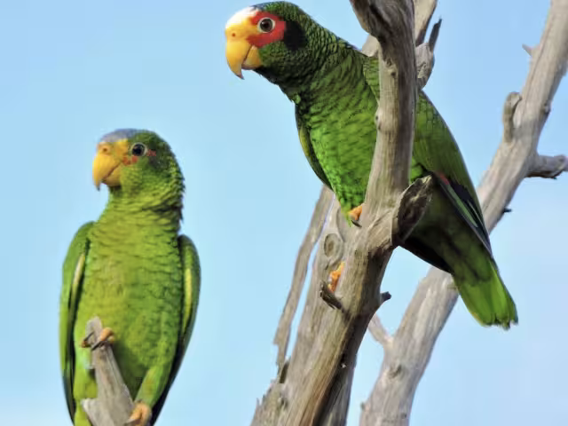 Invitan a la ciudadanía a ser empáticos con estas especies, quienes se encuentran protegidas por la ley