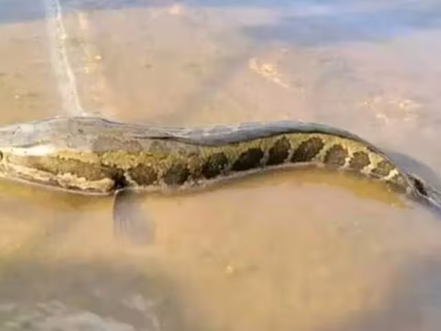 El pez cabeza de serpiente se le considera como una especie invasora en Estados Unidos