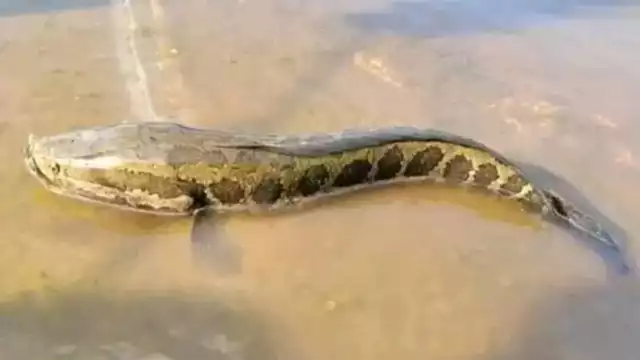 El pez cabeza de serpiente es de origen asiático y llegó a USA en 2002.