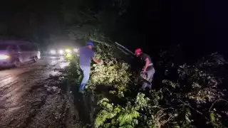 Árboles caídos obstruyen la vía federal Escárcega-Chetumal