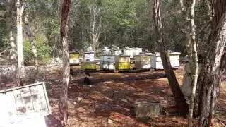Incendios en Campeche afectan alimentación de abejas y producción de miel