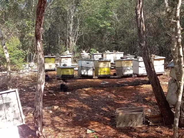 Incendios dejan sin alimento a las abejas