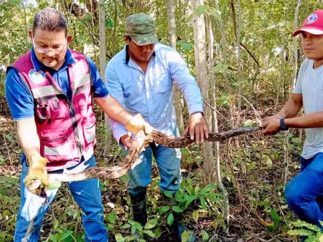 Liberan ofidio en su hábitat natural