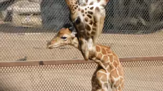El zoológico de Chapultepec tiene un nuevo residente:  Presentan   a Jabari, una cría de jirafa    
