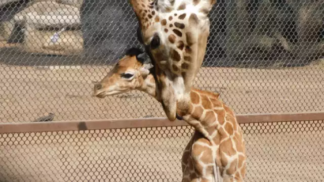 El nombre Jabari se traduce como valiente