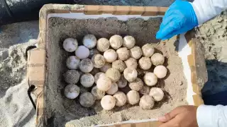 Tortuga carey desovó en Playa Norte, siendo la segunda anidación de la temporada 2025