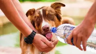 Temporada de calor en Quintana Roo: Así se puede proteger a las mascotas de las altas temperaturas