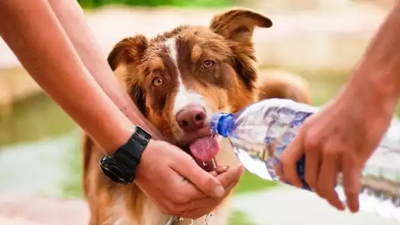 Al momento de pasearlos es importante llevar agua y que permanezcan en sitios frescos