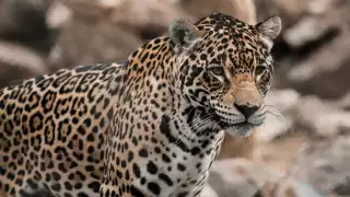Jornada fatídica para el jaguar en México: Matan a dos ejemplares en menos de 24 horas