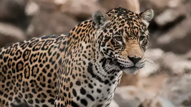 En menos de 24 horas dos jaguares fueron asesinados en el noroeste del país