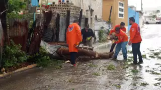 Huracán Erick provoca caída de árboles en Campeche; pronostican lluvias hasta el domingo 
