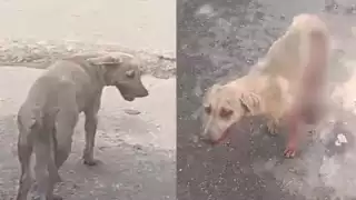 “Hoy fue una perrita, mañana puede ser un niño": Denuncian brutal ataque y maltrato animal en Hecelchakán