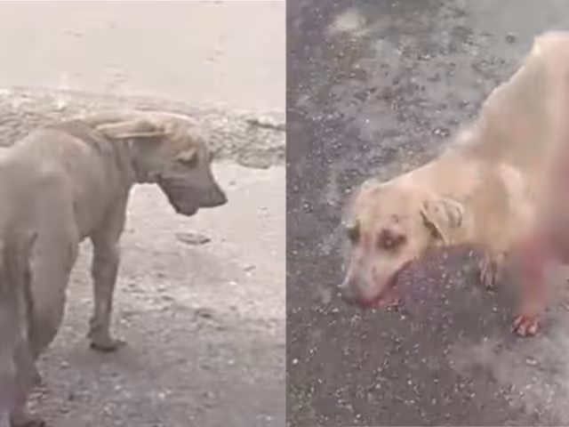 Ciudadanos de Hecelchakán exigen justicia por la muerte de una perrita de 8 meses atacada con machete.