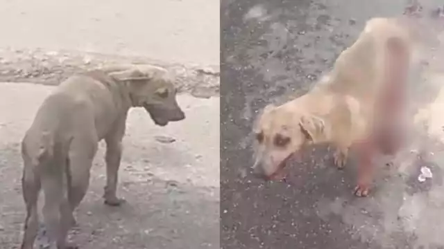 Ciudadanos de Hecelchakán exigen justicia por la muerte de una perrita de 8 meses atacada con machete.