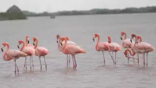 Arriban flamencos a Sinanché, Yucatán tras aumento en el nivel en las charcas