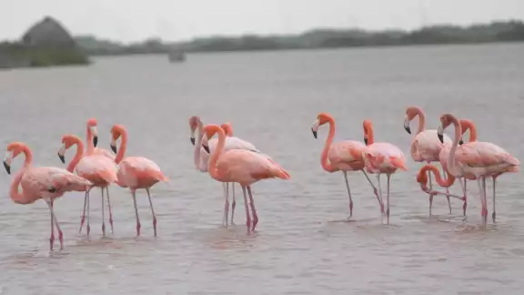 Algunas especies como el flamenco se concentran en el área y aprovechan la riqueza del ecosistema. Algunas especies como el flamenco se concentran en el área y aprovechan la riqueza del ecosistema.