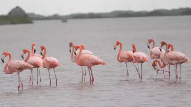 Algunas especies como el flamenco se concentran en el área y aprovechan la riqueza del ecosistema.