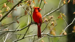Tres lugares ideales en Mérida para practicar el aviturismo esta Semana Santa  