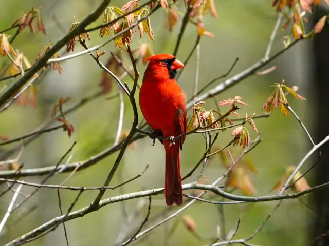 El aviturismo es la práctica que consiste en observar y estudiar a las aves