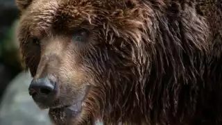 Rumania aprueba ley para cazar 500 osos pese a protestas de grupos defensores de animales