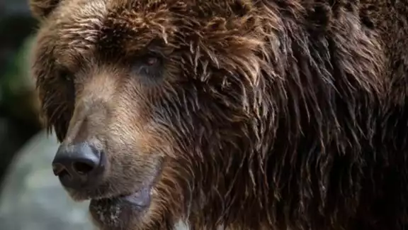 Louego del ataque de un oso cintra una joven en Rumania el Parlamento aprobó la cacería de casi 500 de estos ejemplares Louego del ataque de un oso cintra una joven en Rumania el Parlamento aprobó la cacería de casi 500 de estos ejemplares