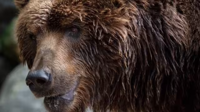 Louego del ataque de un oso cintra una joven en Rumania el Parlamento aprobó la cacería de casi 500 de estos ejemplares