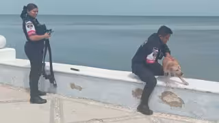 Héroes sin capa: Policías rescatan a perrito que estuvo a punto de caer al mar en el Malecón de Campeche