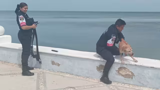 Un perrito en riesgo de caer al mar fue rescatado en el malecón de Campeche.