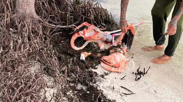 Perros habrían atacado a los flamencos hasta morir