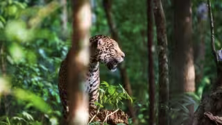 En Yucatán existen nueve áreas naturales protegidas de competencia estatal