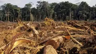 Por la destrucción de selvas la fauna silvestre ha disminuido.