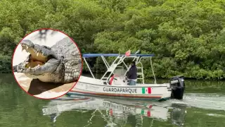 Extranjero sufre ataque de cocodrilo en laguna de la Zona Hotelera de Cancún; este es su estado de salud