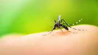 Mueren tres personas por dengue en Campeche     