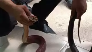  Serpientes al ataque; ahora muerden a un anciano en el patio de su casa en Ciudad del Carmen    