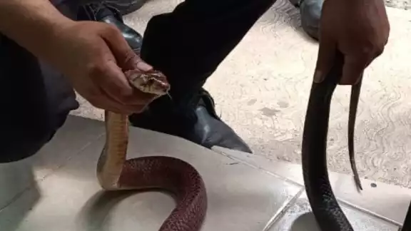 El reptil mordió al anciano en la pierna El reptil mordió al anciano en la pierna