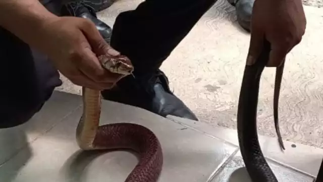 El reptil mordió al anciano en la pierna 