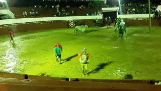 Exigen modificar la Ley de Bienestar Animal por corridas de toros en  Lázaro Cárdenas