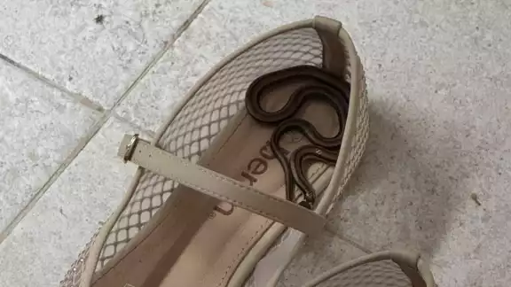 La pequeña serpiente no representó ningún riesgo, ya que no tiene la capacidad de producir veneno La pequeña serpiente no representó ningún riesgo, ya que no tiene la capacidad de producir veneno