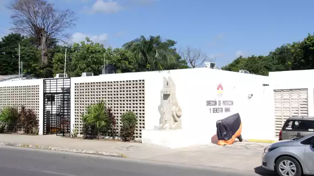 La activista Sara Rincón Gallardo, fundadora del Centro de Bienestar Animal de Cancún, denunció un sacrificio masivo de perros y gatos sin protocolos ni pruebas sanitarias.