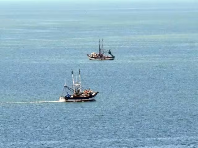 Cae 70% la producción de camarón en Campeche; flota camaronera al borde del colapso