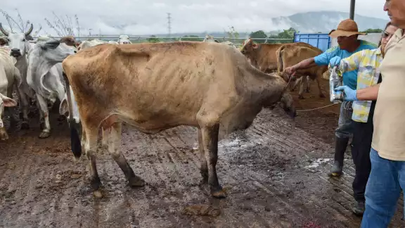 En Campeche hay alertas por los riesgos económicos del gusano barrenador tras la emergencia sanitaria en Guatemala En Campeche hay alertas por los riesgos económicos del gusano barrenador tras la emergencia sanitaria en Guatemala