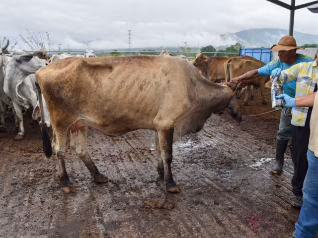 En Campeche hay alertas por los riesgos económicos del gusano barrenador tras la emergencia sanitaria en Guatemala