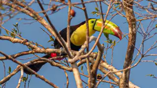 De las tres especies que existen en México, el tucán pico de canoa es la de mayor tamaño