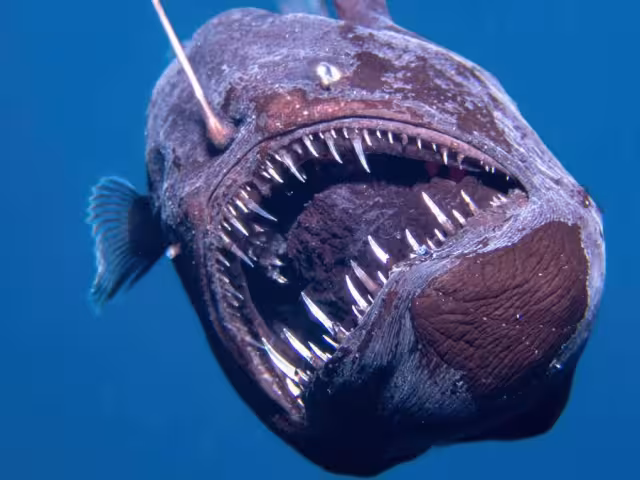 Se reveló que el ejemplar falleció después de nadar a la superficie