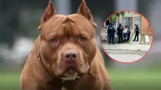 Trabajadora de Aguakan sufre ataque de perro pitbull en Playa del Carmen