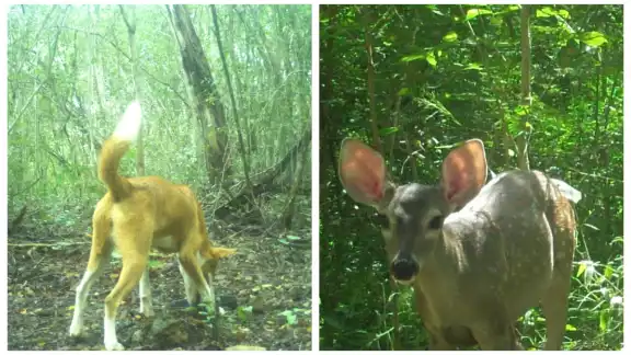 Cámaras trampas instaladas al interior de la Reserva Cuxtal, han registrado a jaurías de perros persiguiendo venados cola blanca Cámaras trampas instaladas al interior de la Reserva Cuxtal, han registrado a jaurías de perros persiguiendo venados cola blanca