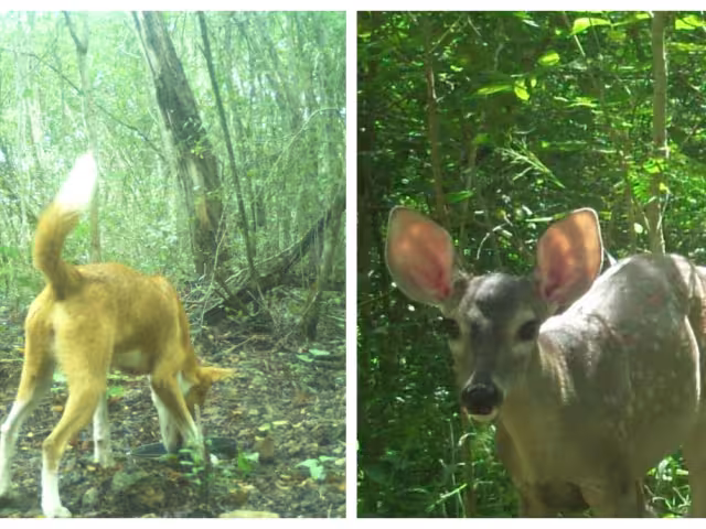 Cámaras trampas instaladas al interior de la Reserva Cuxtal, han registrado a jaurías de perros persiguiendo venados cola blanca