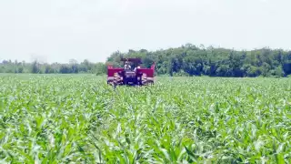 Campesinos de Champotón enfrentan plagas y exigen apoyo de la SDA